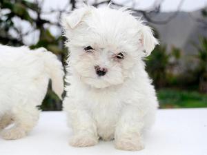 Cachorros Bichon Maltes Toy Vacunados Raza Antialérgica