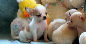 Cachorros Chihuahuas Miniaturas