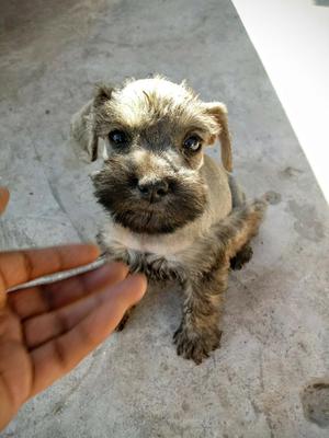 Cachorros Schnauzer