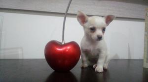 Chihuahua Lindo Cachorrito Super Toy