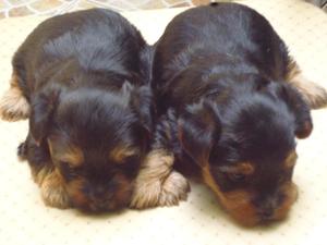 HERMOSOS CACHORROS YORKSHIRE TERRIER s/600