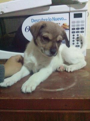 Hembrita Blanco con Marron en Adopción