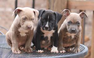 Quiero Adoptar Cachorros Pitbulls