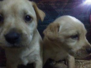 Venta de Cachorros Labradores