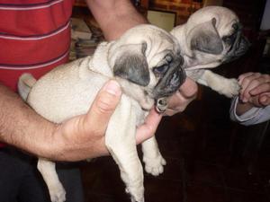 cachorros pug carliño en venta