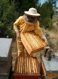 captura de abejas