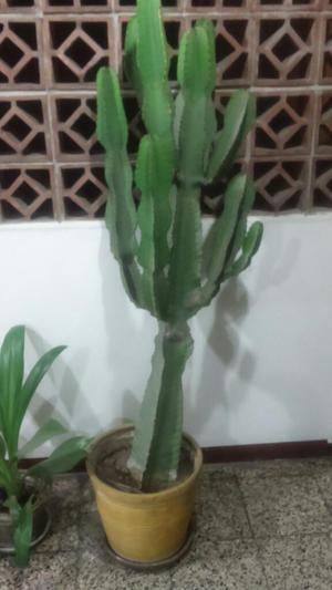 Cactus Hermosa