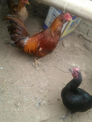 3 Gallinas Dos Negras Una Amarilla