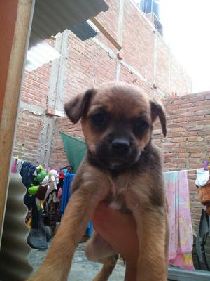 Adopción 4 Cachorras