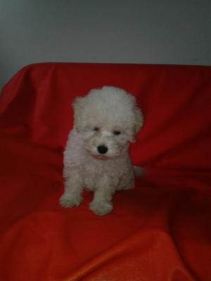 Bichon Frise