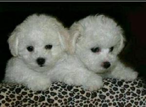 Bichon Frise