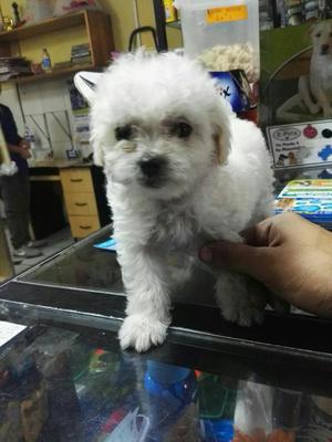 Bichon Frise Lindos Antialergicos