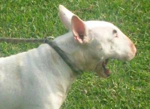 Bull Terrier Pedigri Plata