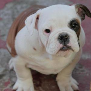 Cachorra Bulldog