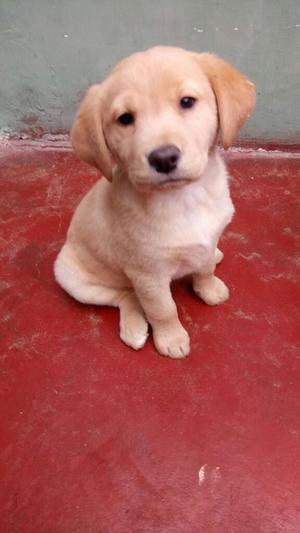 Cachorra Labrador