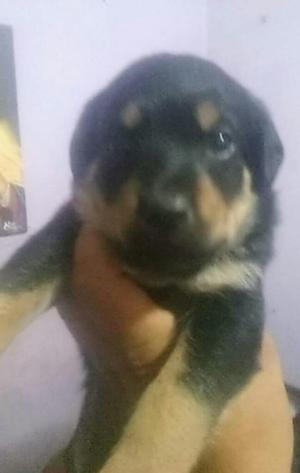 Cachorrita Rotweiller