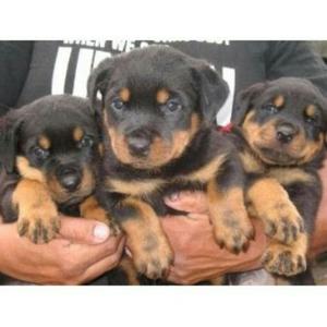 Cachorritos Rotweiller