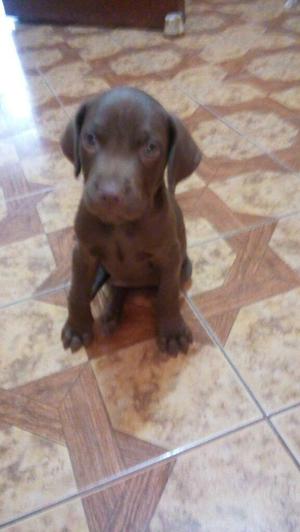 Cachorro Braco Aleman