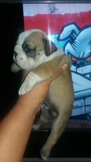 Cachorro Bulldog Ingles