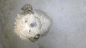 Cachorro Shitzu de tres meses