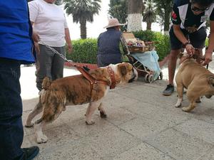 Cachorros Bulldog