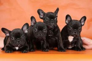 Cachorros Bulldog Frances