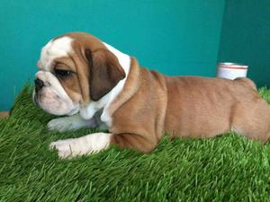 Cachorros Bulldog Ingles