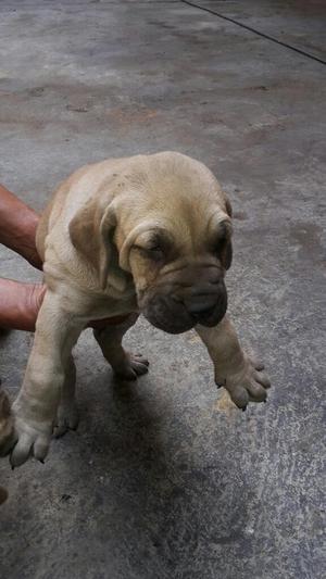 Cachorros Fila Brasileros