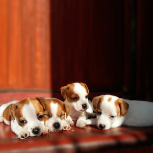 Cachorros Jack Russell