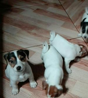 Cachorros Jack Russell