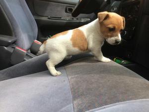 Cachorros Jack Russell