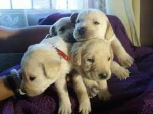 Cachorros Labradores Padres Presentes
