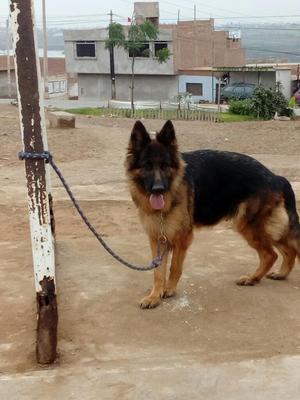 Cachorros Pastor Aleman