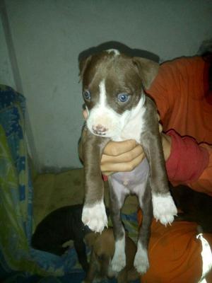 Cachorros Pitbull 250