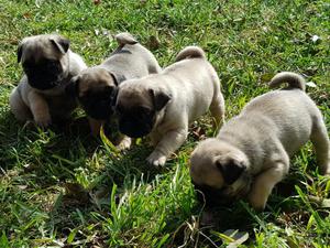 Cachorros Pug de Raza Pura