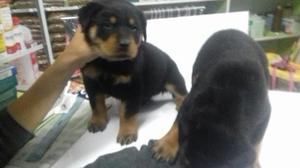 Cachorros Rottweiler