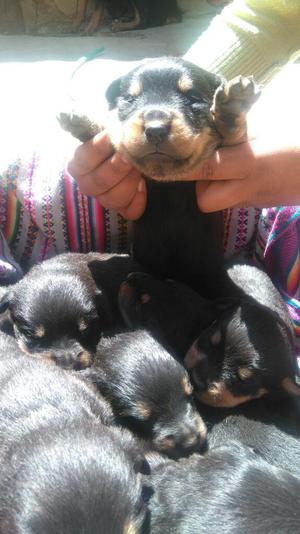 Cachorros rottweiler