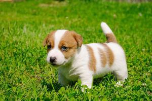 Cahorros Jack Russell Terrier Preciosos