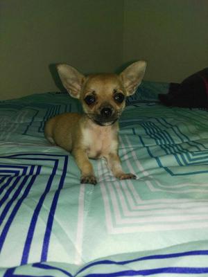 Chihuahua Macho 2 Meses