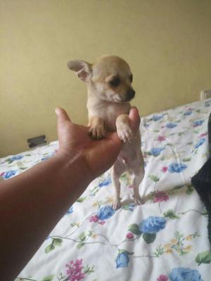 Chihuahua Macho