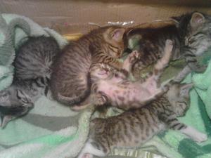 GATOS PEQUEÑOS EN ADOPCION SE BUSCA HOGAR