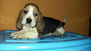 HERMOSA CACHORRA BEAGLE 13 ', DE 6 MESES