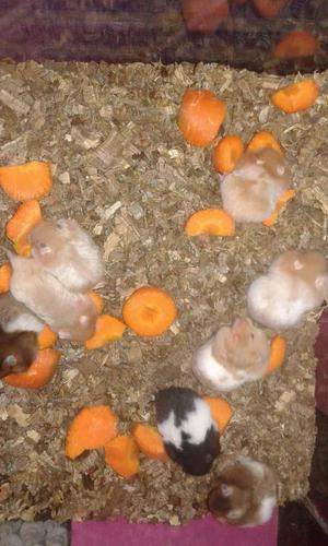 Hamsteres de varios colores