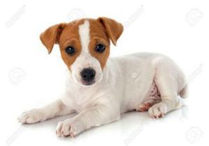 Jack Russel