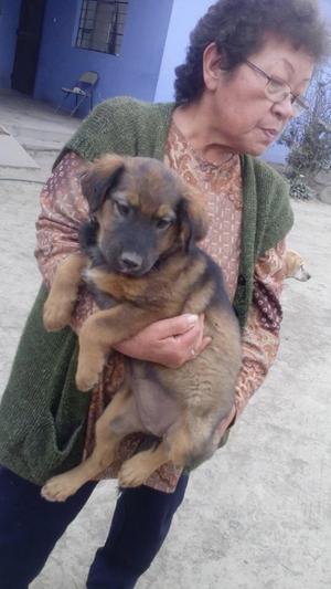 LINDA CACHORRITA EN ADOPCION