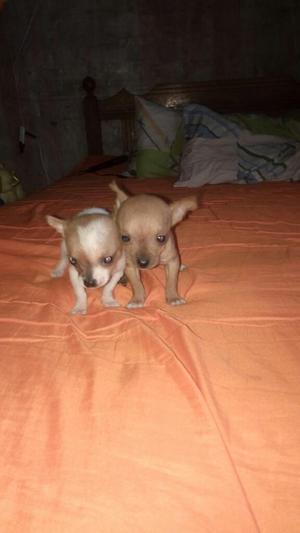 Lindos Chihuahuas Toy de Mes Y1/2 Henbra