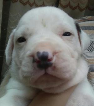 Perrita Hembra Pitbull