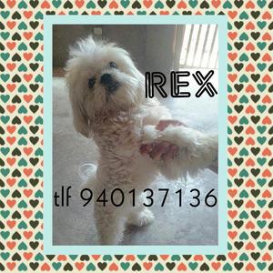 Rex en Adopcion