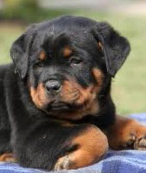 Rotweiller