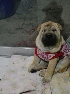 SHARPEI MUY HERMOZA